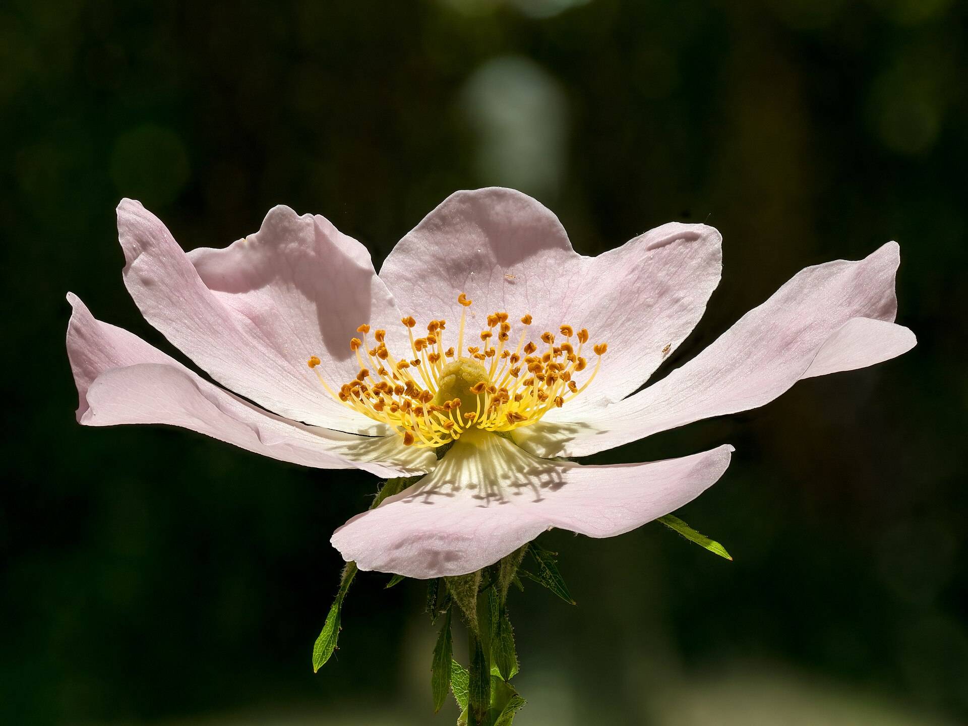 A single pale pink dog rose with gold stamens against a dark green ground