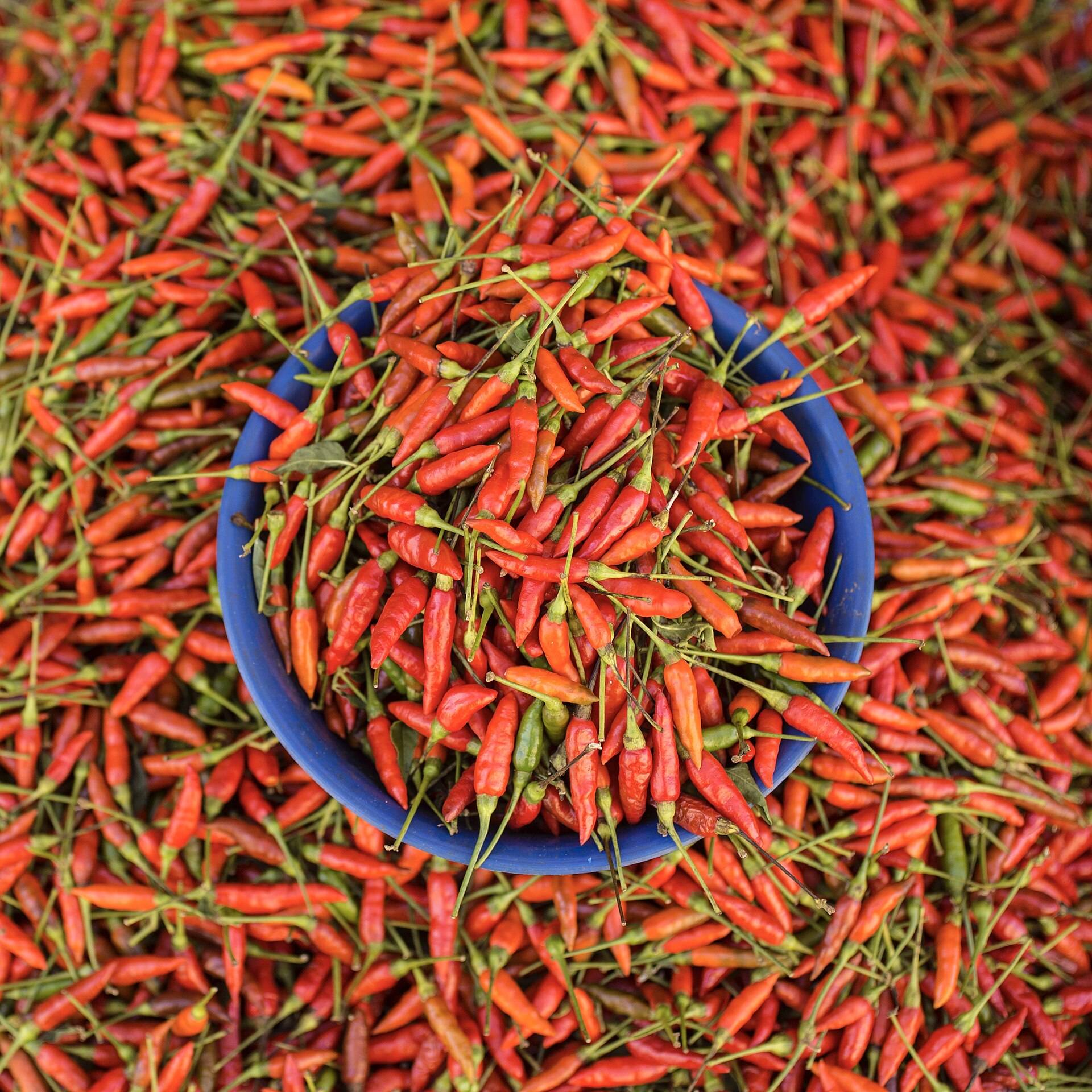 Fresh red bird&rsquo;s eye chillies heaped round a blue bowl