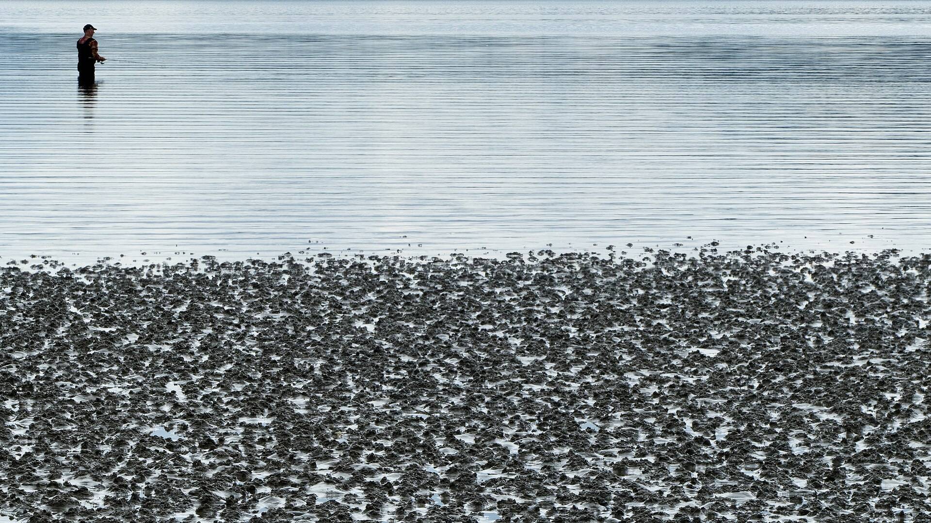 A lone figure wading far out in silver water beyond a wide bank of dark mud