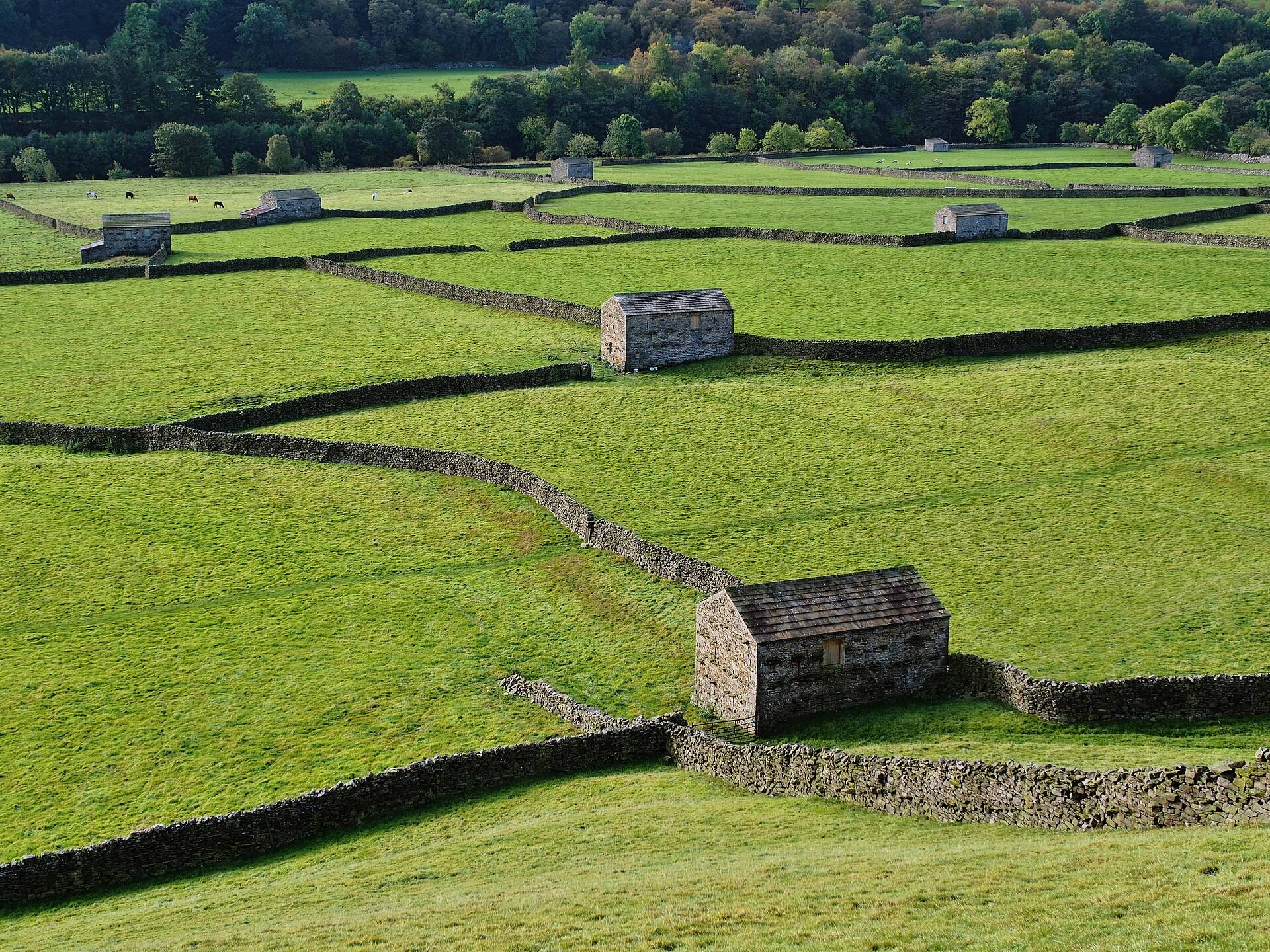 Stone field barns among drystone walls on green dale meadows