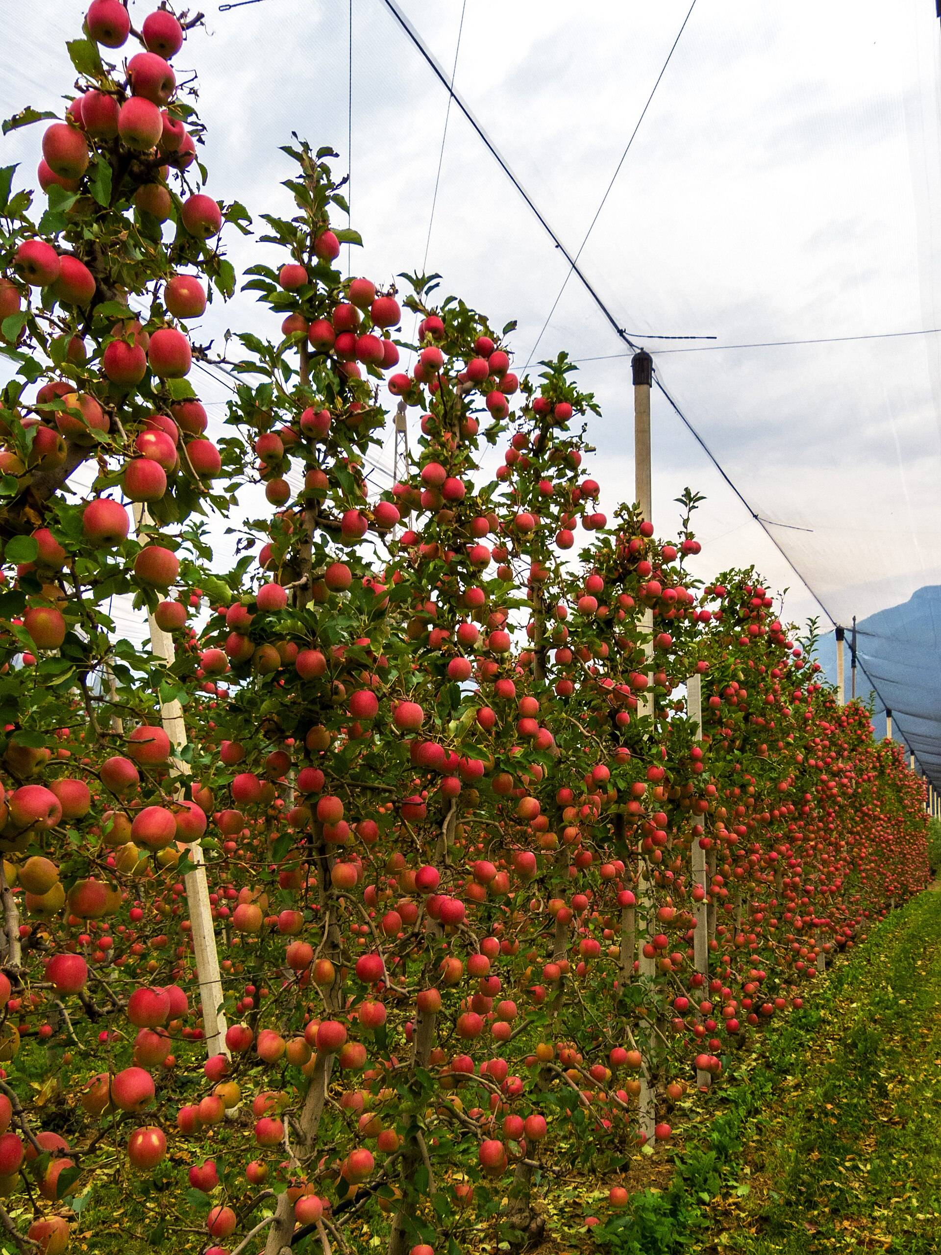 Hollins Orchard: six acres of apples, yours to pick