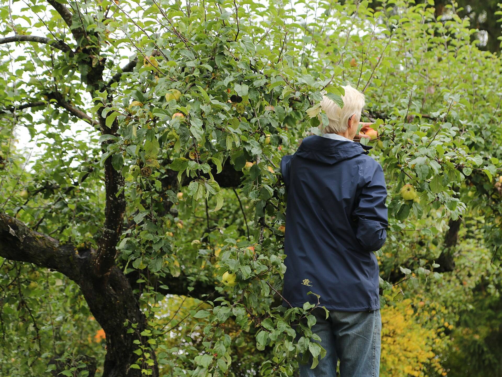 A grey-haired picker reaching into an old apple tree, seen from behind
