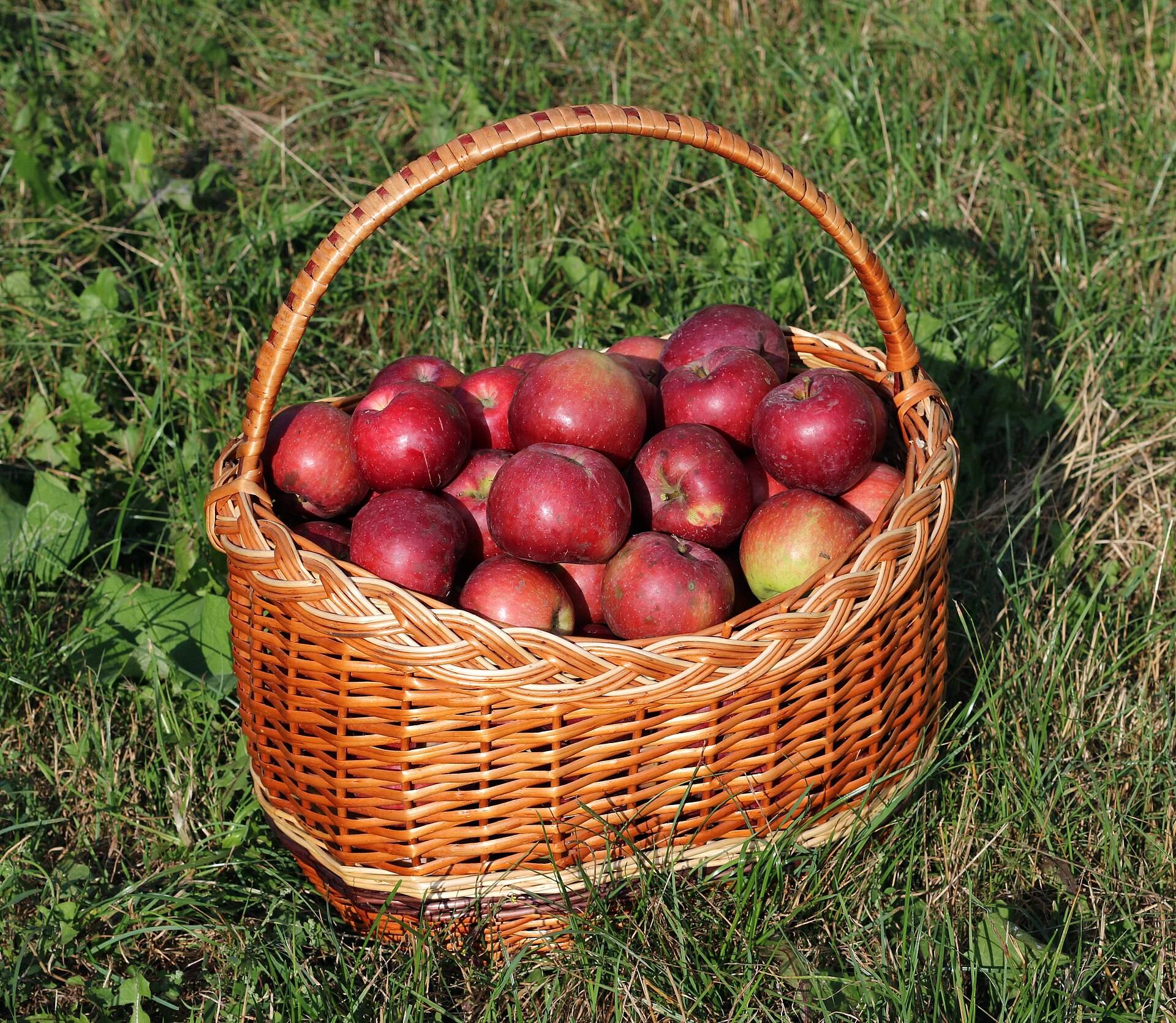 A wicker basket heaped with red apples, standing in the grass