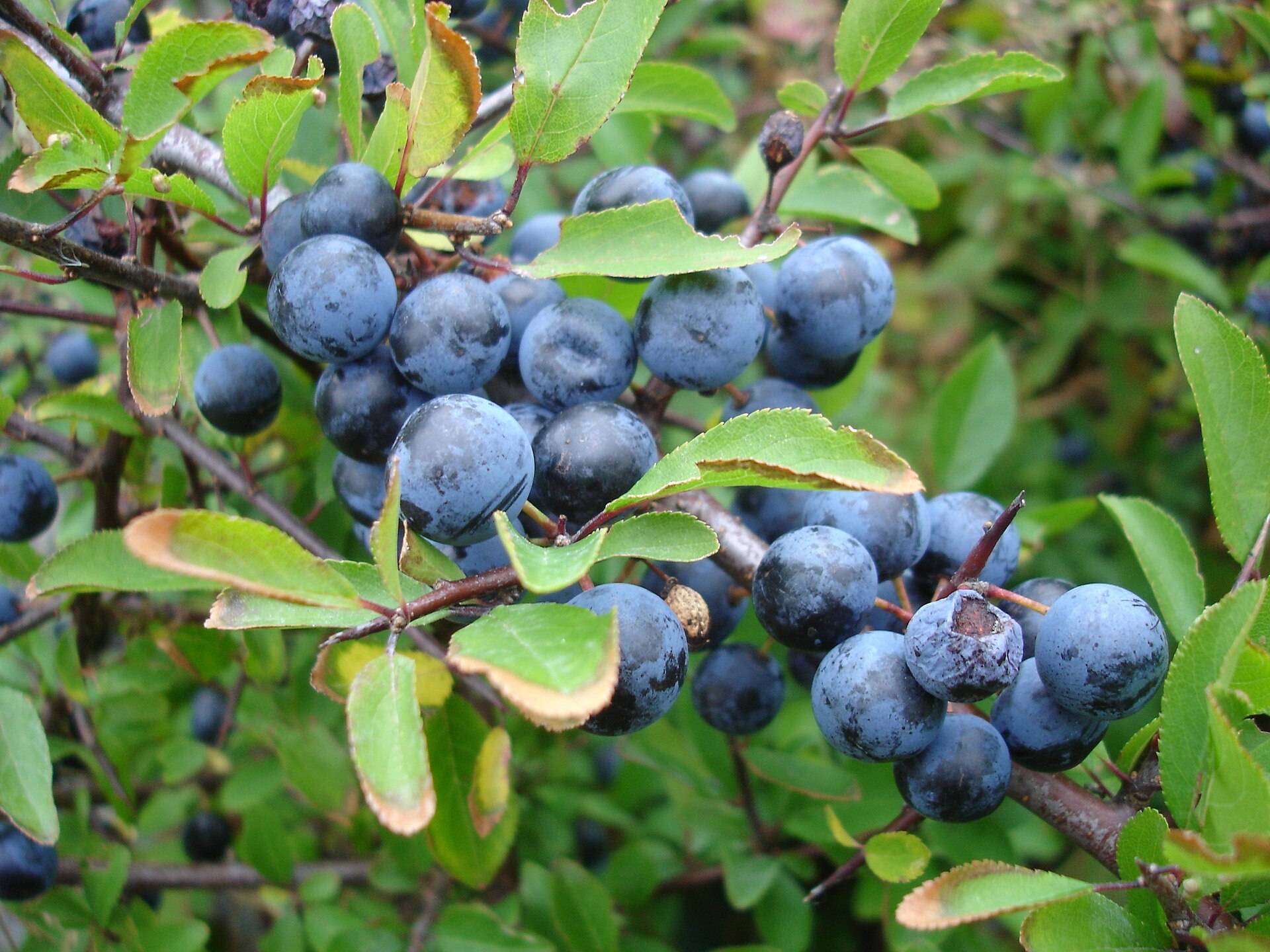 Dusty blue sloes clustered on a blackthorn twig among green leaves