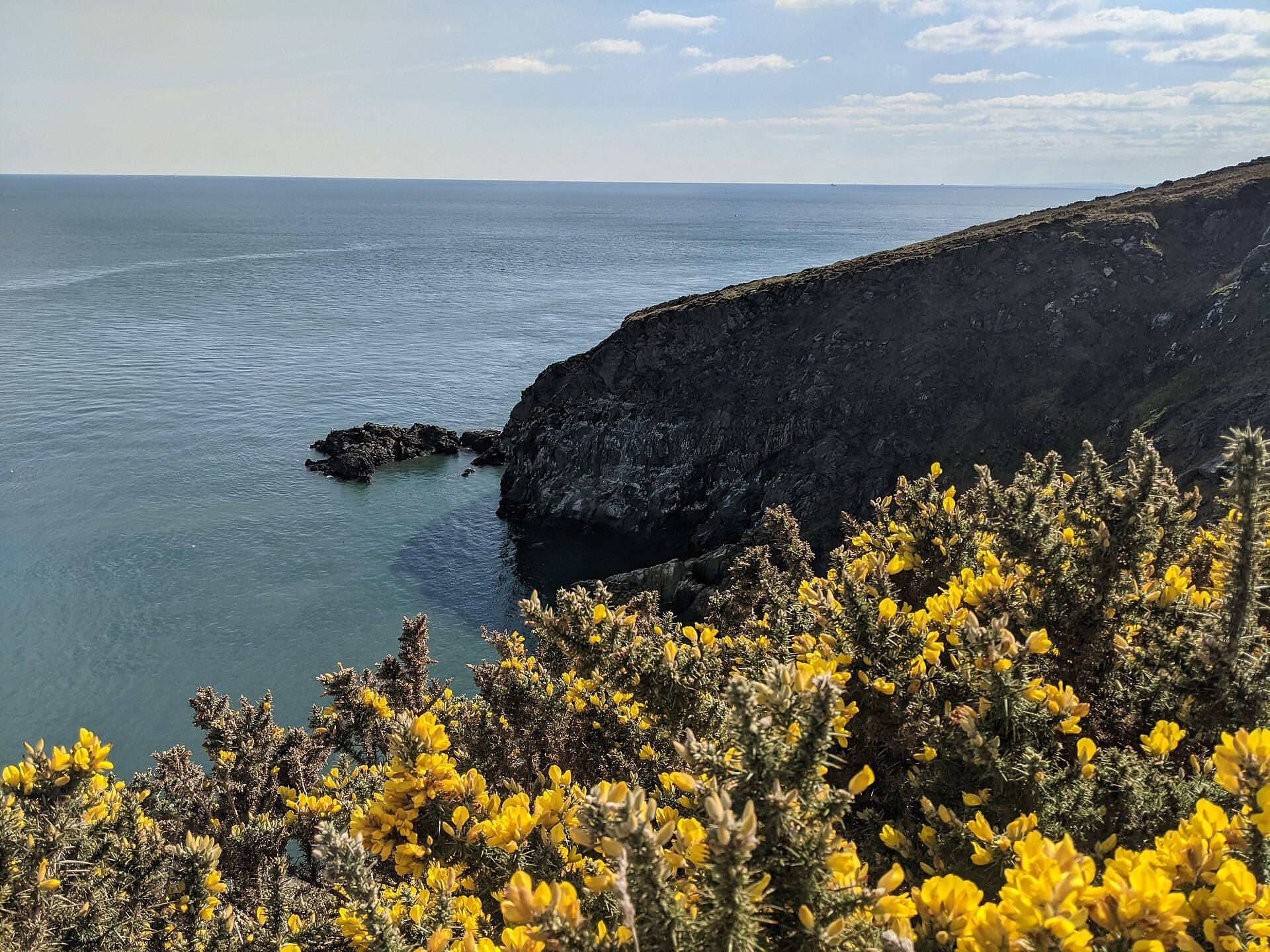 Gorse in full yellow flower on a clifftop above a calm grey sea