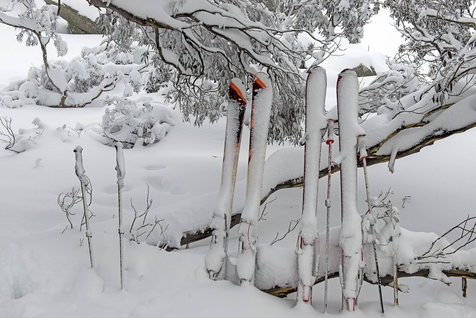Pairs of skis and poles standing upright in deep fresh snow under laden branches
