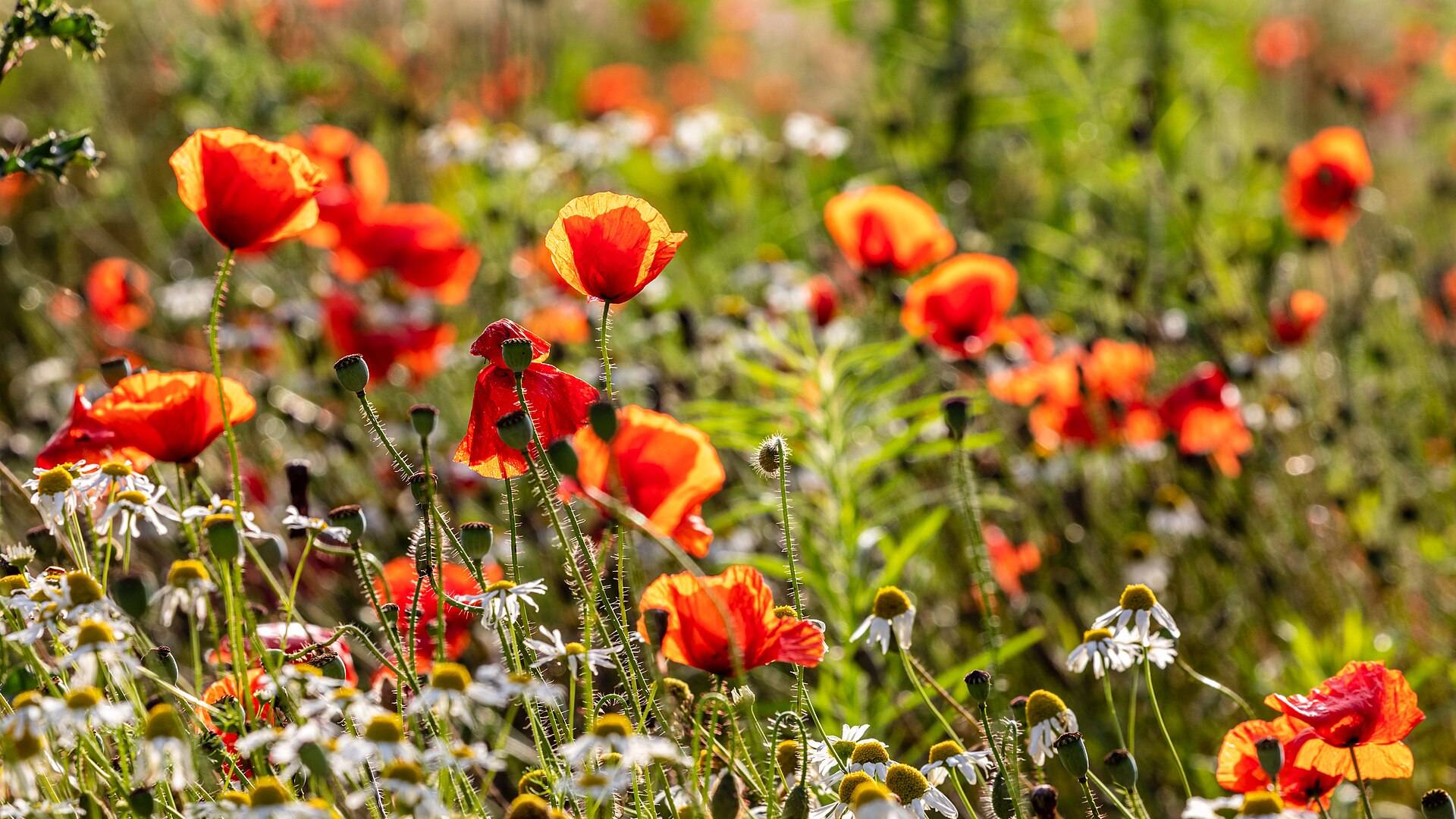 Red poppies and white chamomile in a summer field