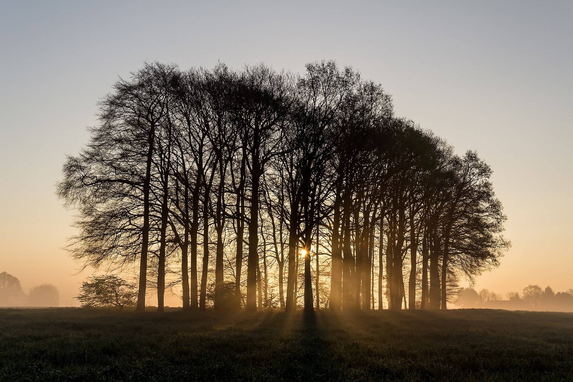 A copse of trees in silhouette against a low summer sun