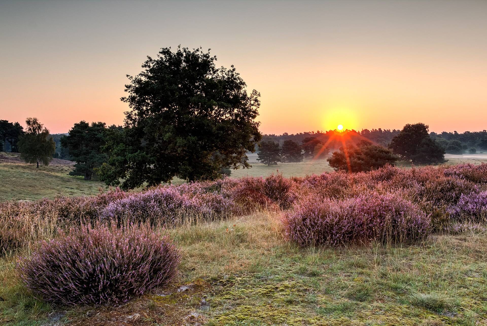 Heather and an oak at sunrise, the sun low on the horizon