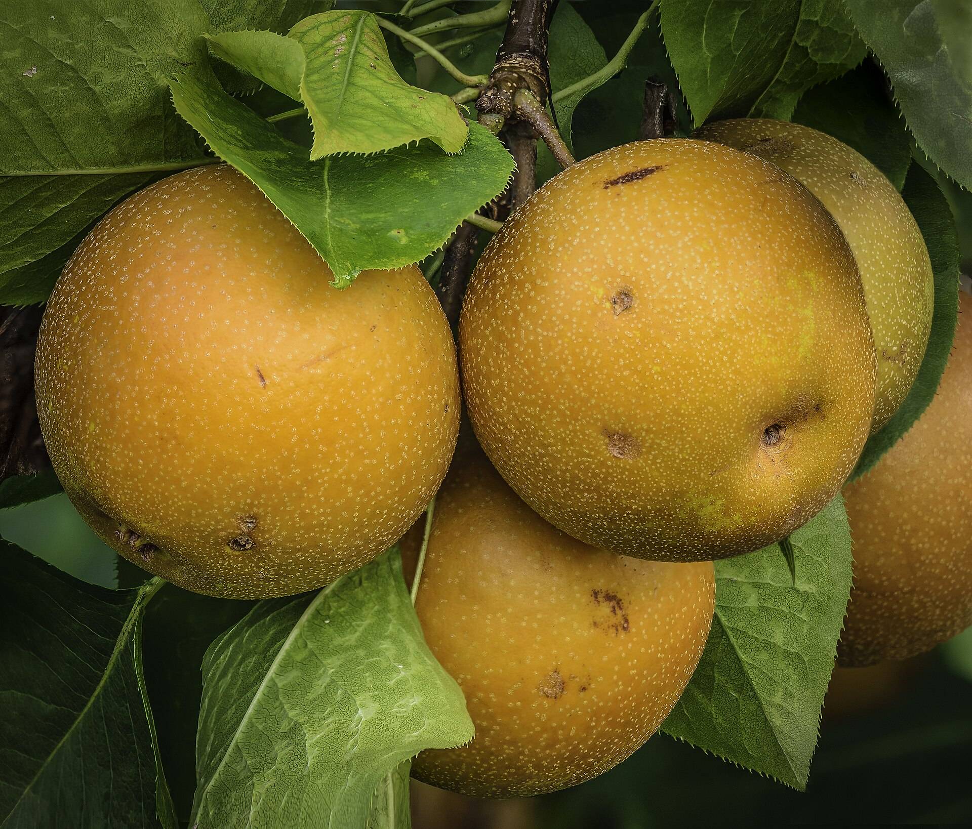 Ripe golden pears hanging among green leaves