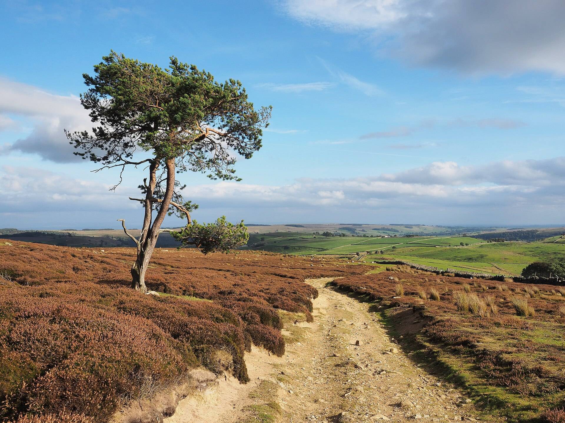 A sandy track across heather moor past a lone wind-bent tree, the dale below