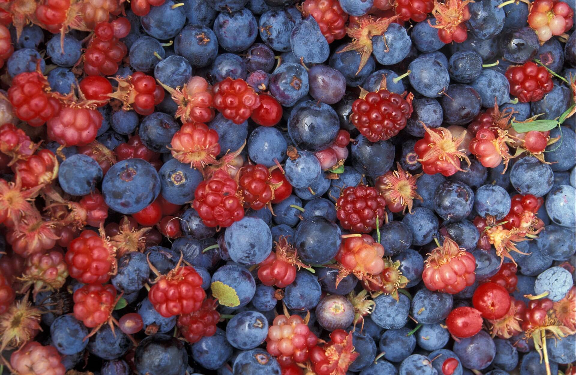 Blueberries and red cloudberries heaped together, close up