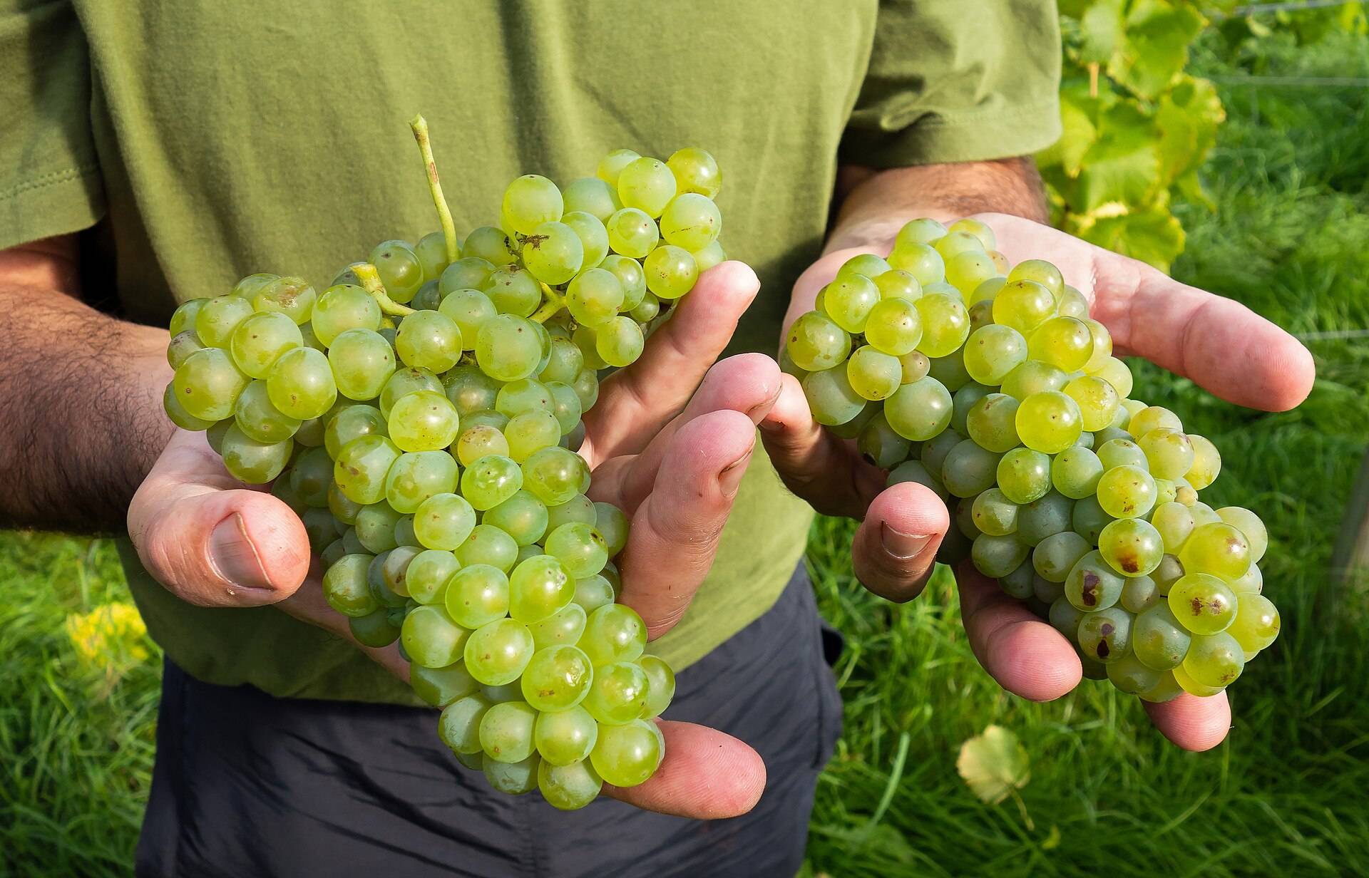 Two hands holding out fresh-cut bunches of green grapes